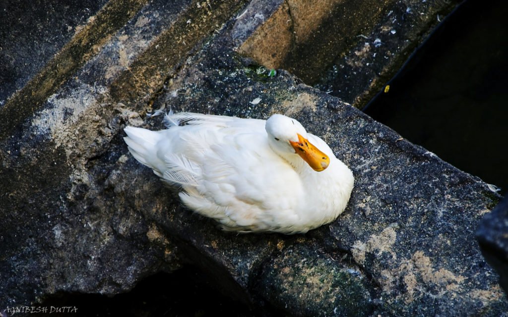 A Swan at Kandy Lake in Kandy Sri Lanka