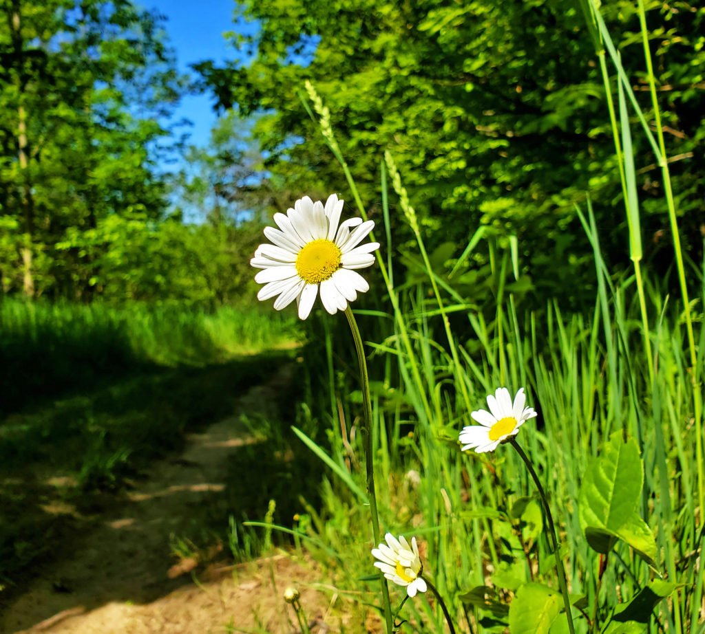 Wild Daisies at Mono Cliff Provincial park