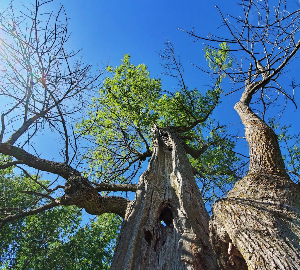 Forks of the Credit Provincial Park Meadow Trail