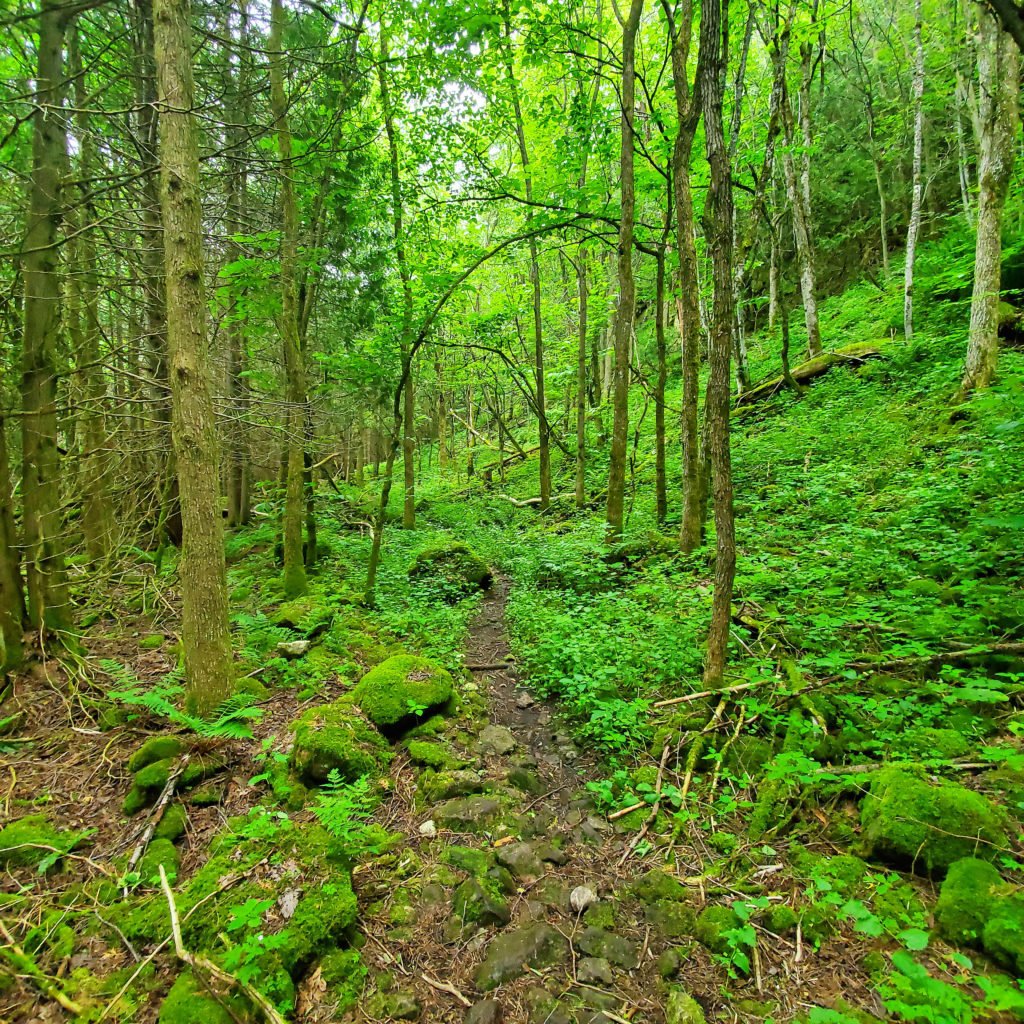 Nottawasaga Bluffs Conservation Area hike 