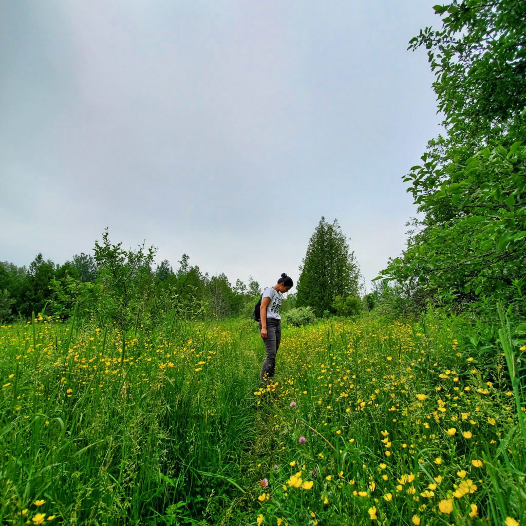 Nottawasaga Bluffs Conservation Area wildflowers