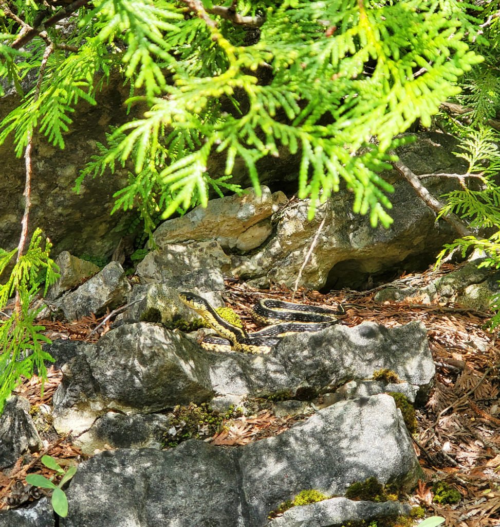 Nottawasaga Bluffs Conservation Area garter snake