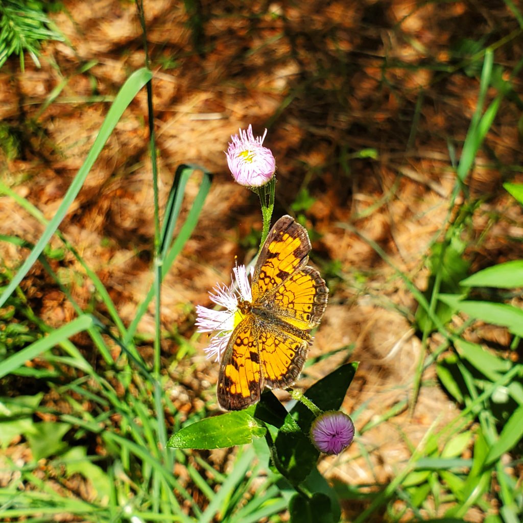 Nottawasaga Bluffs Conservation Area butterfly